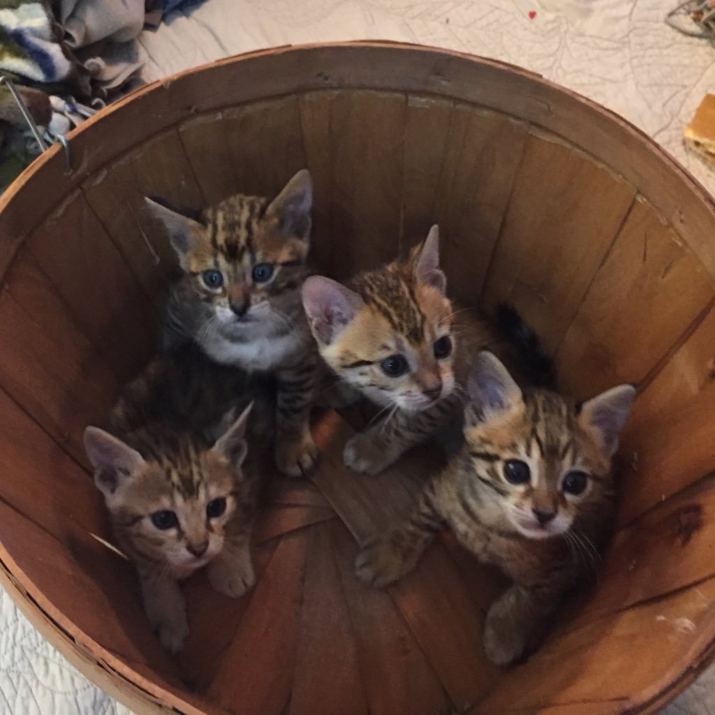 A small, family-centered cattery specializing in F3 Savannah cats. ...where the wild things are.