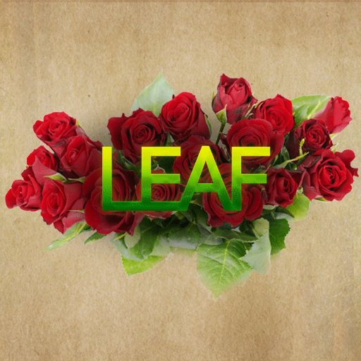 lmALeaf's profile picture. 