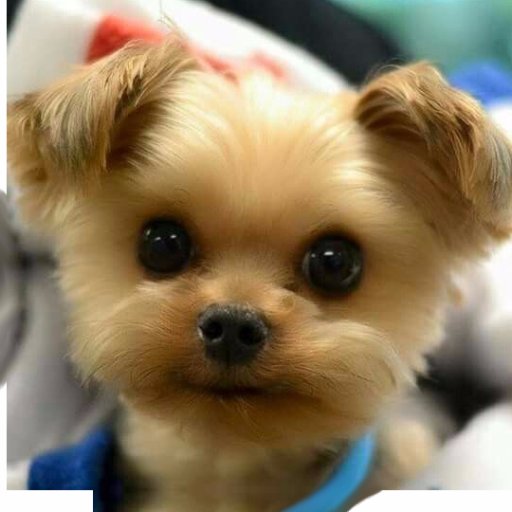 Baby Animals (@Baby_AnimaIs) | Twitter Baby Animals (@Baby_AnimaIs) | Twitter - 512 x 512 jpeg 41kB