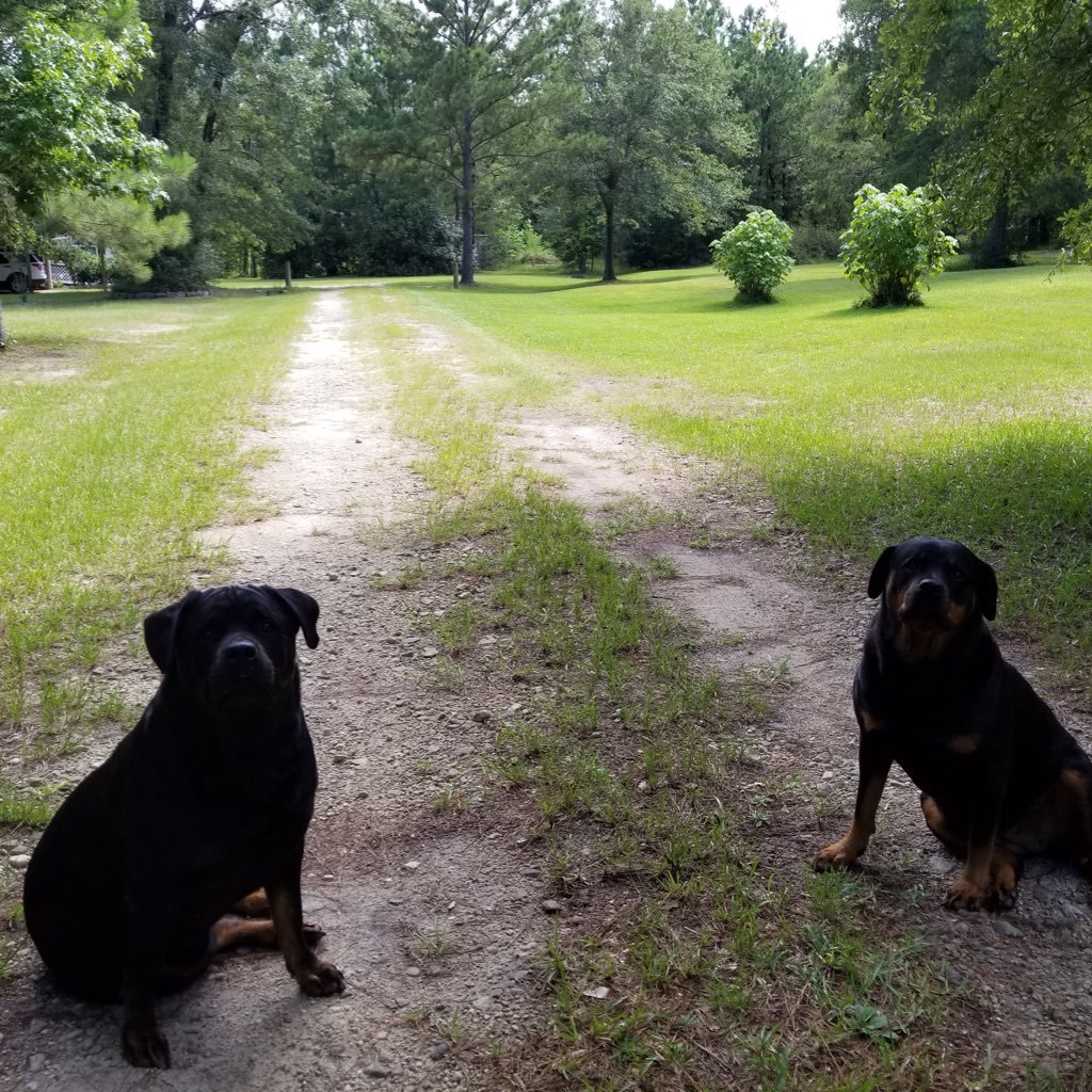 We are just a couple of Rotti Country Girls & our rescue sister Thelma!
We follow back🐶❤🐶❤