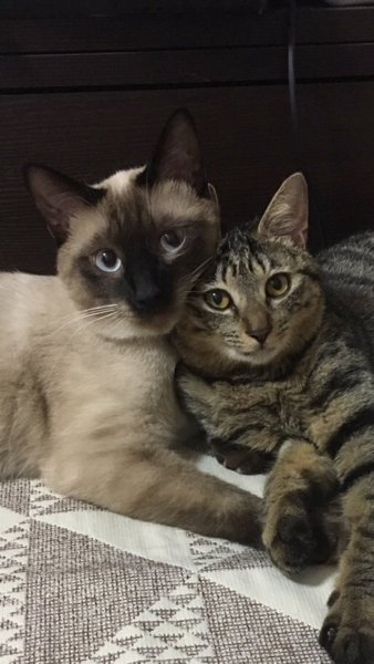 shibutsuba's profile picture. 東海大-上下水道のIT土方-MRJのIT土方-半導体の処理水IT土方 L880KにK3のやつ/ぼっちキャンパー