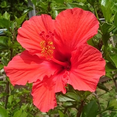 rokujoutei's profile picture. 歌舞伎、読書、クラシック音楽好きの団塊世代です。主にブログ中心に書いています。