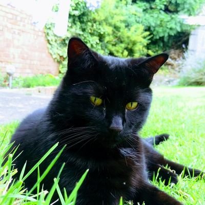 OfficialPanfur Profile Picture