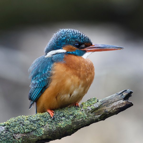 Ecologenteam van de Provincie Noord-Brabant. Wij werken elke dag aan het behoud en herstel van de natuur in @Brabant.