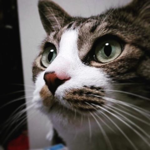 takya44's profile picture. 美味しいものとお酒が大好きだけど、肝数値高し。巨人(進撃では無く野球)、特撮も大好き。猫大好きフリスキー。