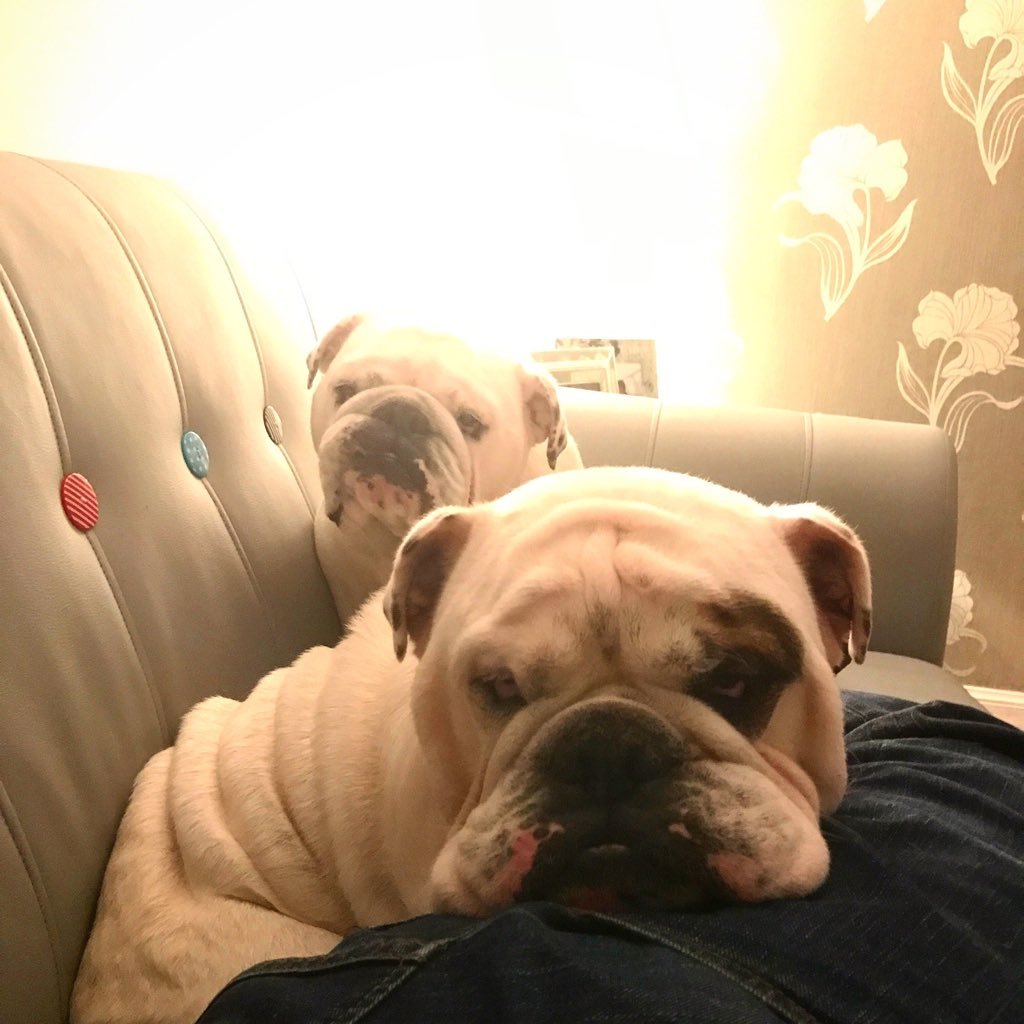 We are Betty and George #Bulldog from Scotland. #follow us for all our updates on our lazy days and funny pictures!