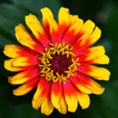 TreesAreHostile's profile picture. 