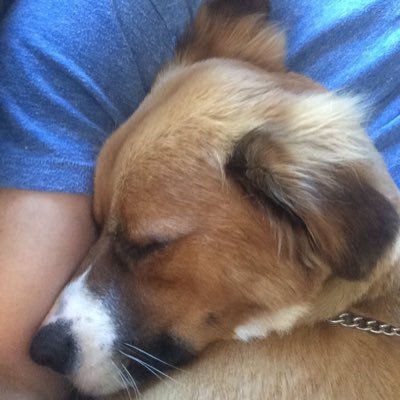 justdodger's profile picture. His best friend