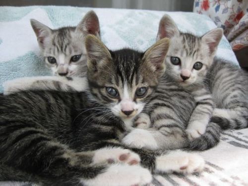 ボケ防止につぶやき。

9年目の筋トレとスイミングでマイナス7キロ。
猫大好き❤️完全室内老猫一匹１８歳でh24.4.7永眠。
お外猫『はなつん』がうろちょろ。