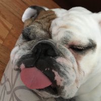 Shawn Simpson (@ecavshawn) 's Twitter Profile