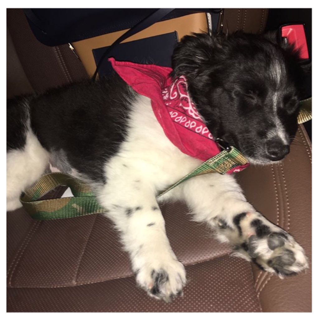 Ms Maverick Dogbrev | My Mommy Is @ninadobrevxl
