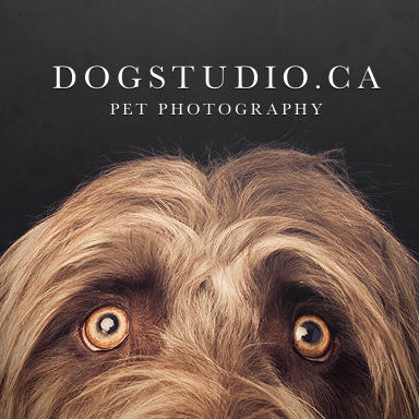 DogStudio.ca is a Montreal Pet Photography Studio by Photographer David Couillard
