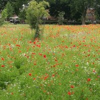 Hackney Downs Park 🌲🌳🌻🌼(@ParkHackney) 's Twitter Profile Photo