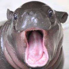 ひわこさんのプロフィール画像