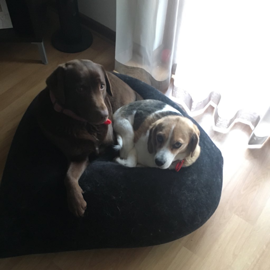 trimbowlme's profile picture. Adelaide. love, life, donuts, dogs, crows, nba and other stuff