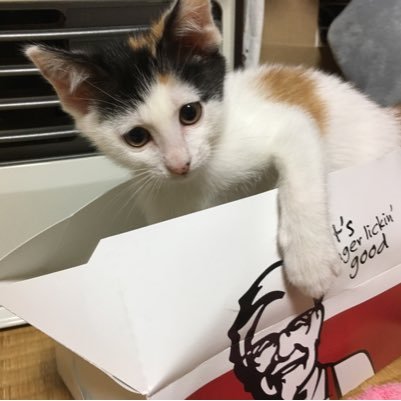 sachi07162933's profile picture. ゴリパラ、ホークス、キャンプ、温泉、お酒、旅行、ドライブ、猫、動物園、ミッフィー、ヨッシースタンプ好きです。九州→広島→福岡に来ました。R5.7👶