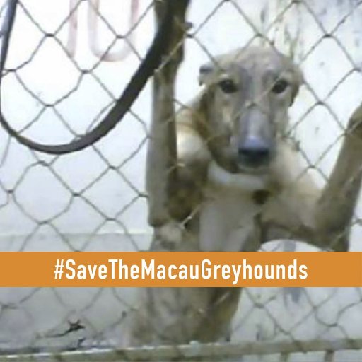 GreysAreForLife's profile picture. Not for Racing