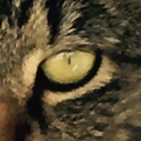 Nicole Joulia (@njoulia) 's Twitter Profile
