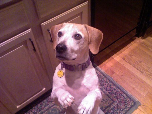 Joe Lunchbucket Profile