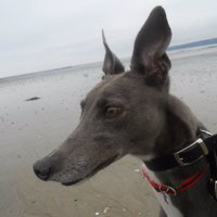 Lily and Daisy #lilsod #lilbugger(@Greyhounds_PZ) 's Twitter Profile Photo