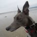 Lily and Daisy #lilsod #lilbugger (@Greyhounds_PZ) Twitter profile photo