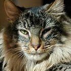 Chat insubmersible... #JusticeSociale #JusticeClimatique #Démocratie
