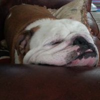 Archer 🏹 🎯 🤪 👓 (@bullseyeyed1) 's Twitter Profile Photo Archer 🏹 🎯 🤪 👓 (@bullseyeyed1) 's Twitter Profile Photo