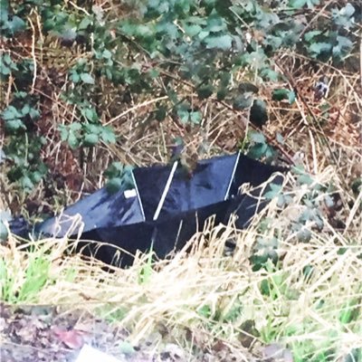 I am a black umbrella stuck in some bushes on an offramp