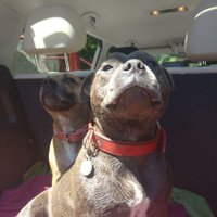 Jayne #endBSL (@dendlej) 's Twitter Profile