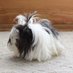 ChanelTheGuineaPig (@chanelthepiggy) Twitter profile photo ChanelTheGuineaPig (@chanelthepiggy) Twitter profile photo