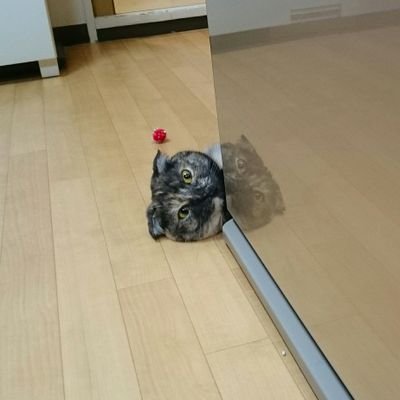 ashton_nouveau's profile picture. ぐぬぅ
