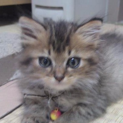 megu_mi68's profile picture. イエス様と美味しいものが大好き❣️