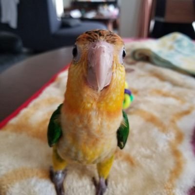 黄金のキャラメル