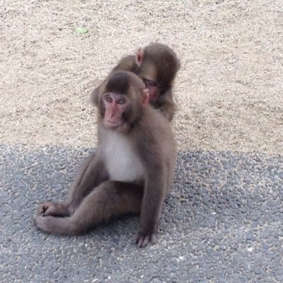 monkeymagic0324's profile picture. テジナ見るのスキー