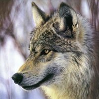 あきら/初回プロフ＆固定ツイ必読 (@akira_728_goods) 's Twitter Profile Photo