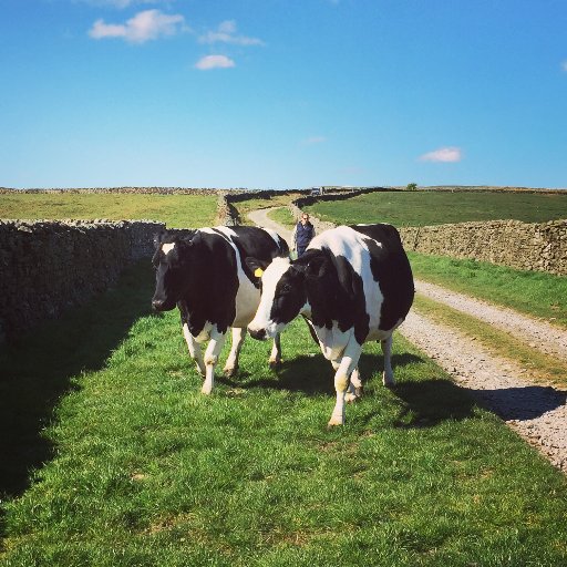 Micro dairy based in Wensleydale 🐄🥛🧀
Bringing fresh milk and Old Roan cheese to the Yorkshire Dales.