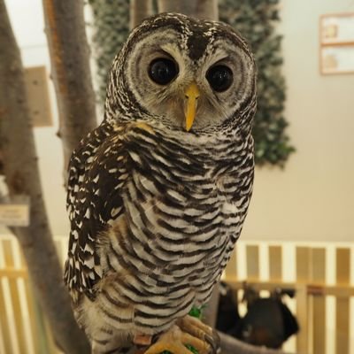 🦉イオンモール幕張新都心店·エキマエ3F
🕙営業時間10:00-20:00 (最終入園19:00) 
🐇🦔🦜全天候の小動物カフェ 
👇🏻MOFFアプリDLで初回100円OFF