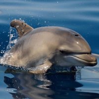 Jazzy Dolphin 🐬 (@jazzydolphin) 's Twitter Profile