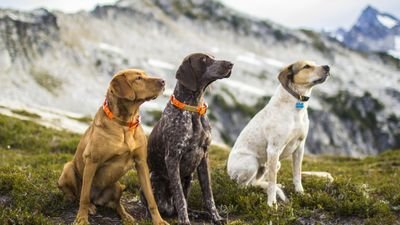Scenic walks, and adventurous hikes for your pets. Perfect for high energy dogs, or any dogs that love being outside. We also offer pet care services.