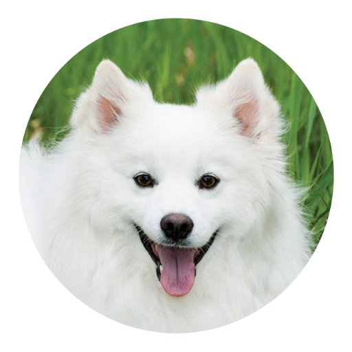 petcalendars Profile Picture