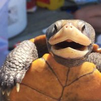 Project Terrapin (@njterrapin) 's Twitter Profile