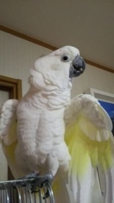 鳥をあつかうペットショップ回りとグッズ集めが趣味です😄気に入りの子を見付けると連れて帰りたくなりますが我が家は満杯😨その子の幸せが早く来るように願うしかありません