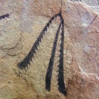 MV Palaeontology (@mvpalaeo) 's Twitter Profile Photo MV Palaeontology (@mvpalaeo) 's Twitter Profile Photo