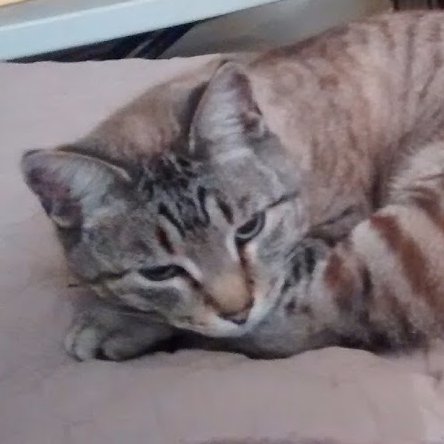 Hi, I'm Leo. I like people who have chicken. If you don't have chicken, I can be a dick.