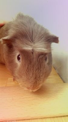 LouisSheldon15's profile picture. 