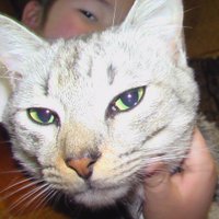 Stri9s2wice(肉球新党党員）💙💛 (@midorinotom337) 's Twitter Profile Photo