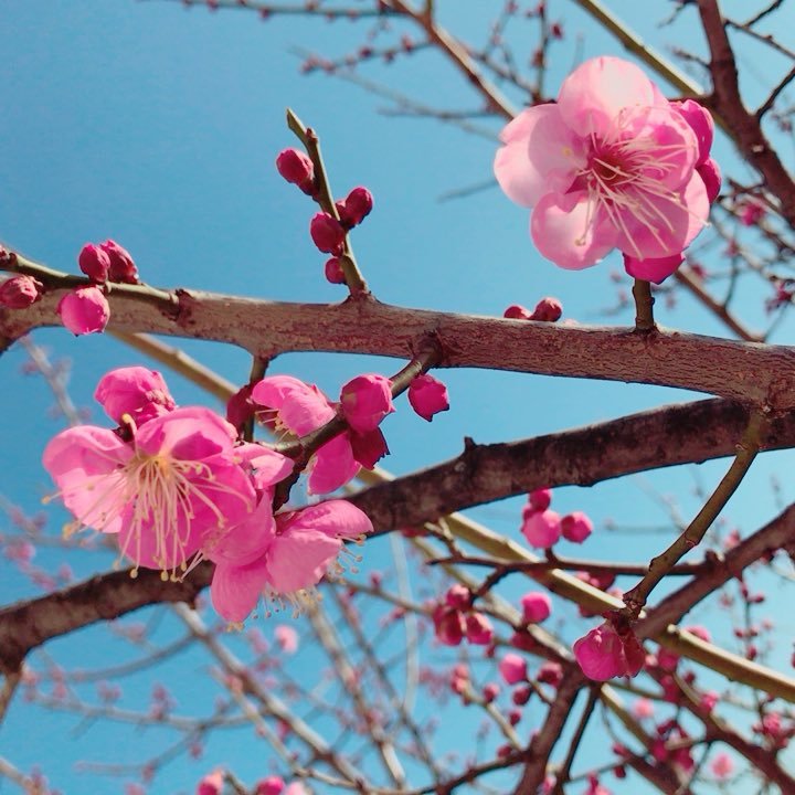 dooooor_aaaa's profile picture. 好きなものが多すぎる。