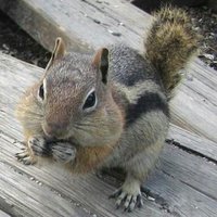 Chipmunkstyle007 (@chipmunkstyle7) 's Twitter Profile