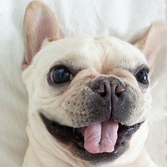 Welcome to Cuddles and Tails Pet Services! We offer the best one to one dedicated personal care in pet sitting, dog walking, pet boarding & grooming services!