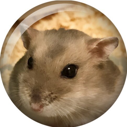 もこ☆さんのプロフィール画像
